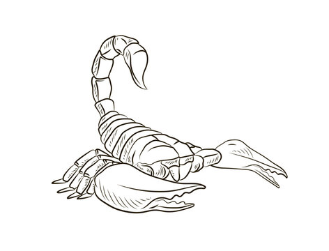 Scorpio, vector image. Black and white drawing, coloring book for children. Symbol.
