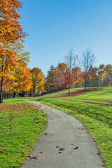 Pathway covered with maple leaves in the park on sunny autumn day