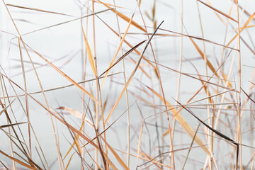 Minimal nature pattern, close up natural stems and leaves texture background, wild grass reeds as natural wallpaper, aesthetic nature wild plants, pastel colors, neutral tones landscape