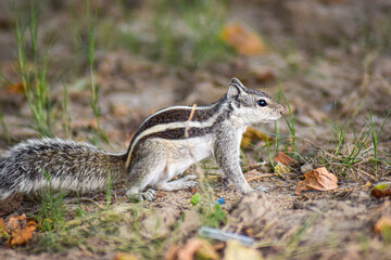 squirrel in the park