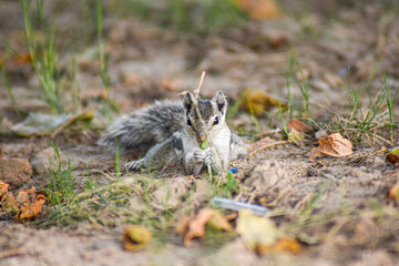 squirrel on the ground