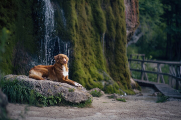 dog at the waterfall. Nova Scotia Duck Tolling Retriever lies on a stone