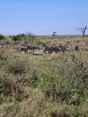 African Buffalo in National Park,  Tanzania. Safari in Africa