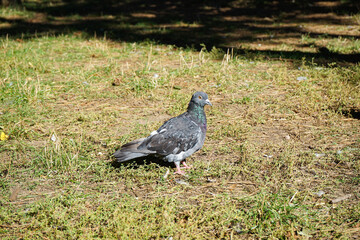 Dove in garden of the park. Sunny day.
