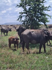 Naklejka na ściany i meble African Buffalo in National Park, Tanzania. Safari in Africa