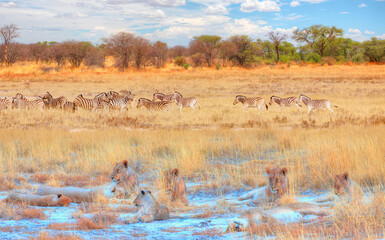 Lion family lying in the yellow grass with herd of zebras in yellow grass - Etosha National Park, Namibia