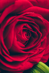 Rose rouge en gros plan