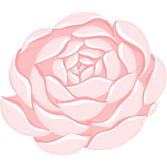 Rose Elements and illustration