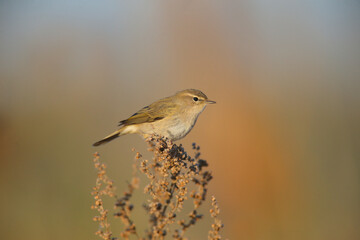 Chiffchaff (Phylloscopus collybita) photographed on a thin branch in soft morning light against a blurred beige-blue background