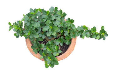 Top view of Ficus microcarpa in pot isolated on white background included clipping path.
