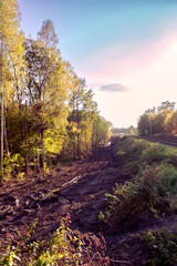 Las i tory © dariusz