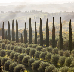 Tuscany lanscape with cypress and olive trees