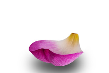 Pink single lotus petal or pink single sacred lotus petal isolated on white background.