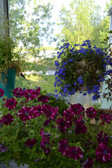 Perfect garden on the balcony with lush blooming petunia and lobelia