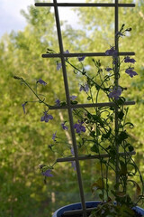 Lobelia with light violet flowers grows in the pot  near the trellis.