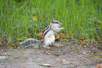 squirrel in the forest