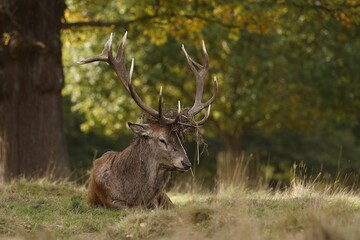 Close-up view of a European fallow deer resting on the grass under the tree