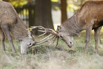 Close-up view of two European fallow deer grazing while touching their horns