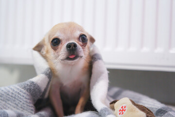 Sad frozen little small puppy Chihuahua lying on floor in plaid, blanket near heating radiator at home. Cold winter in Europe countries cities. Dog freezing in living room warming. Rising costs of gas