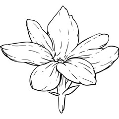 jasmine Elements and illustration