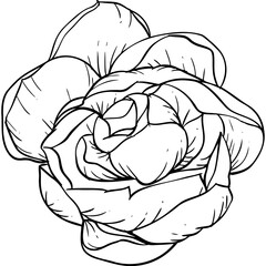 jasmine Elements and illustration