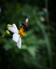 bee on flower