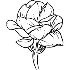 Obraz premium jasmine Elements and illustration