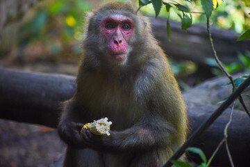 japanese macaque sitting and eating