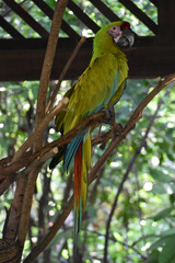 Guayaquil Macaw