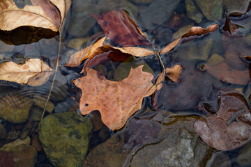 Autumn leaves in water background