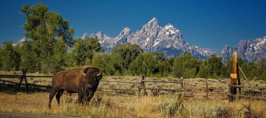 Panoramic shot of a field with a grazing bison on the background of rocky mountains and trees © Gonzalo Ezequiel Brea/Wirestock Creators