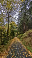 Fototapeta na wymiar leerer Waldweg im Herbst