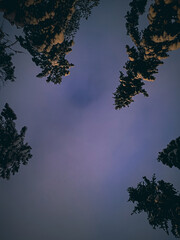 trees and sky ind the snow