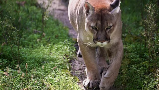 Beautiful Canadian Cougar, Puma Concolor hunting in wildlife at Canada forest in morning sun rays. 4k 120fps super slow motion raw footage 