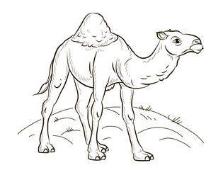 Animal. An image of a cartoon camel. Vector image. Coloring book for kids.

