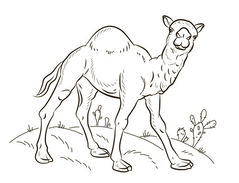 Animal. An image of a cartoon camel. Vector image. Coloring book for kids.
