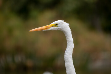 great white heron in profile