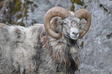 Norvegian Sheep in the street