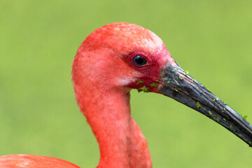 Ibis rouge