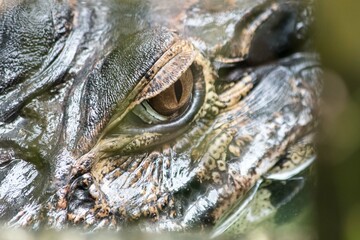 L’œil du caïman
