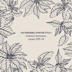Vector hand darwn Euphorbia Poinsettia frame. Botanical illustration for backdrop, cover design