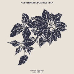 Vector hand drawn Euphorbia Poinsettia. Eps 10 botanical illustration