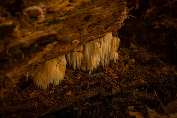 Lions mane mushroom on a dead log