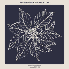 Vector hand drawn Euphorbia Poinsettia. Eps 10 botanical illustration