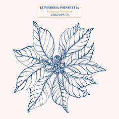 Vector hand drawn Euphorbia Poinsettia. Eps 10 botanical illustration