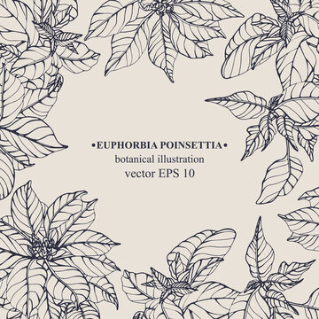 Vector hand darwn Euphorbia Poinsettia frame. Botanical illustration for backdrop, cover design