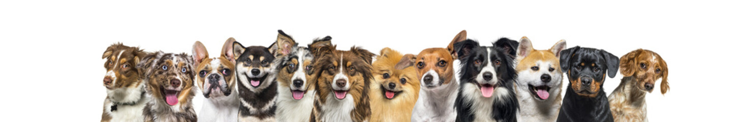Banner, large group of head shot dogs looking at the camera isolated on white