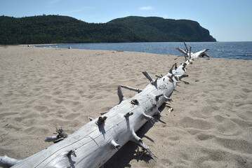 Driftwood tree trunk on beach