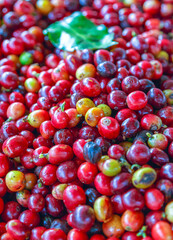 Close up of fresh red raw berry coffee beans and .Coffee leaves