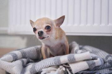 Sad frozen little small puppy Chihuahua lying on floor in plaid, blanket near heating radiator at home. Cold winter in Europe countries cities. Dog freezing in living room warming. Rising costs of gas